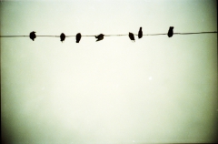 Alfred's Birds