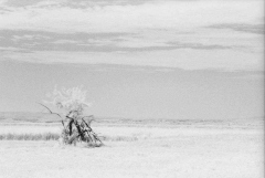 Burgenland: Pandacalypse