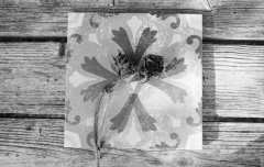 Fruit Tiles: Decayed Sunflower. Camera: Nikon F100. Film: Kodak Tri-X 400 @ 400, Rodinal.