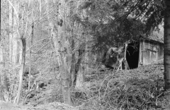 In Hell: The Black Lodge. Camera: Zorki 1. Film: Kodak Tri-X. Twin Peaks Mystery Topic.