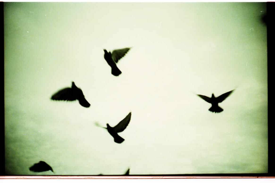 Alfreds Birds: Lomo LCA